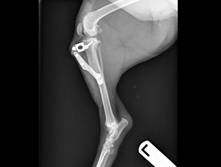 Orthopedic Pet Surgery